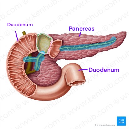 <p>What is this duct called (highlighted blue) </p>