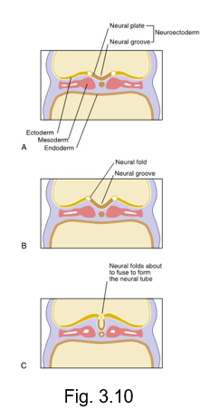 <ul><li><p>central band of cells that extends the length of the embryo from the cephalic end to caudal end</p></li><li><p>undergoes further growth and thickening</p></li></ul><p></p>