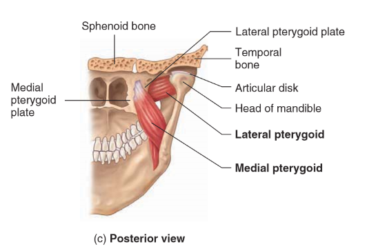 <ul><li><p>• Origin: <strong><mark data-color="red">Lateral pterygoid plate of sphenoid and tuberosity of maxilla </mark></strong></p></li><li><p>• Insertion:<strong><mark data-color="blue"> Medial surface of mandible </mark></strong></p></li><li><p>• Action: <strong><mark data-color="green">Pushes mandible anteriorly and elevates mandible; closes jaw</mark></strong></p></li></ul>