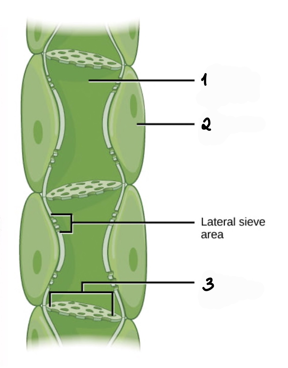 <p>• parts of Phloem (1) main passageway (2) helps in managing nutrient flow (3) end of each sieve-tube member</p>