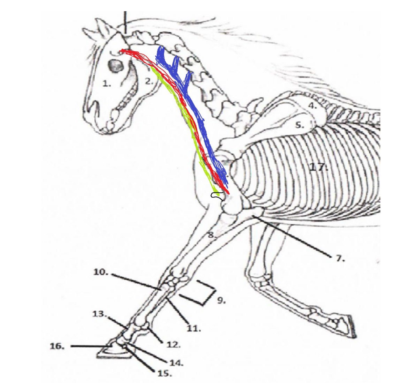 <p>What is the <strong>green</strong> muscle and where does it originate and insert?</p>