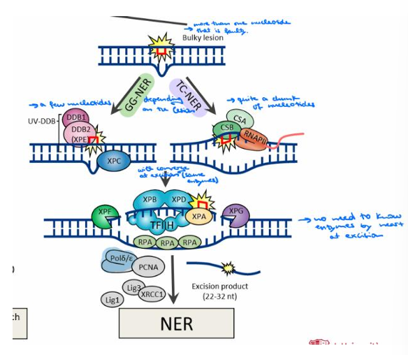 <p>The steps are Recognition (using GG-NER or TC-NER depending on the lesion), Excision (where both processes converge using the same enzymes), and Resynthesis.</p>