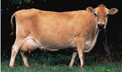 <p>DAIRY CATTLE BREEDS: what is the breed, origin, size, milk, and milk fat?</p>