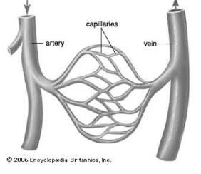 <p>Capillaries.</p>