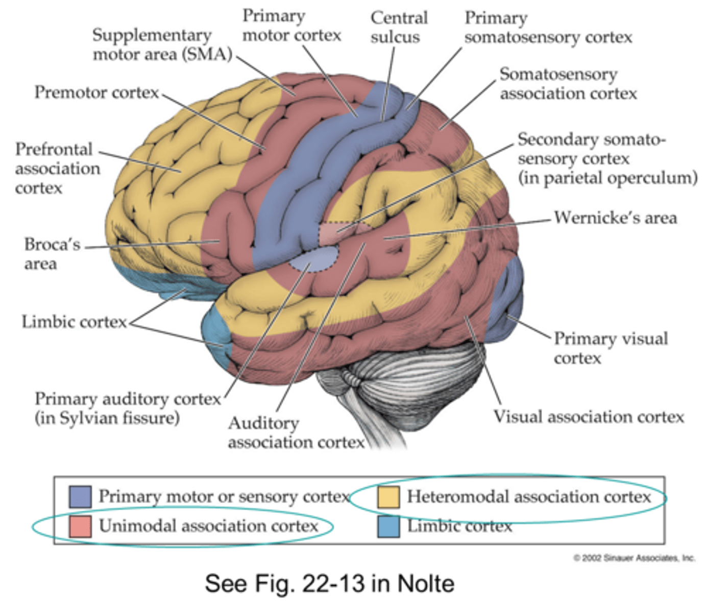 <p>Prefrontal</p><p>Parietotemporal</p><p>Limbic</p>