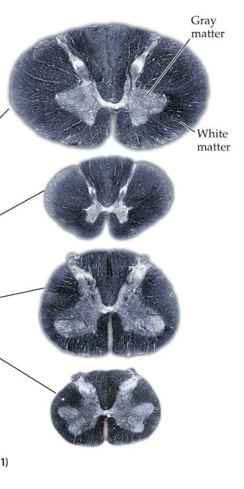<p>White matter contains …</p>