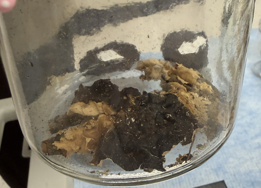 <p>What type of lichen growth is this?</p>