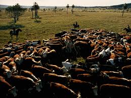 <p>an extensive-commercial farming method that involves raising herds of animals on large tracts of land and breeding them</p>