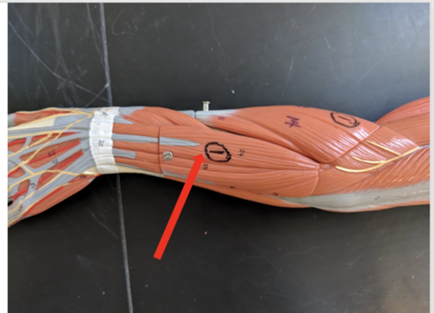 <p>what is this?</p>