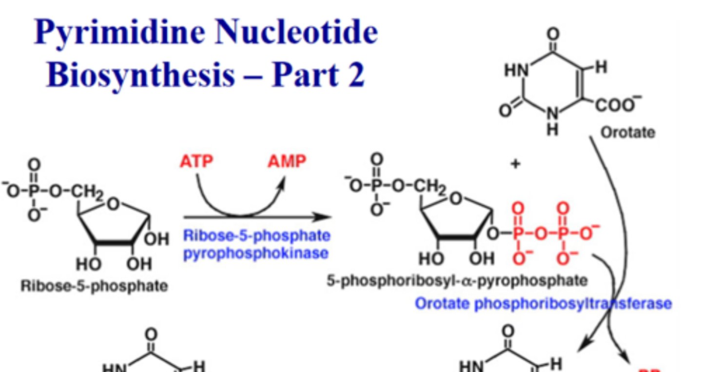 <p>1st step of Purine syn.</p><p>converts R5P-&gt;PRPP</p><p>adds PPi to 1'OH</p><p>enzyme that converts R5P to PRPP</p>