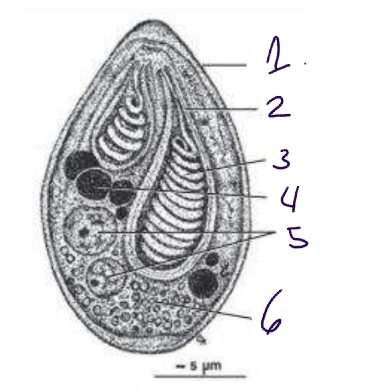 <p>Class Microsporea. Identify the parts. </p>