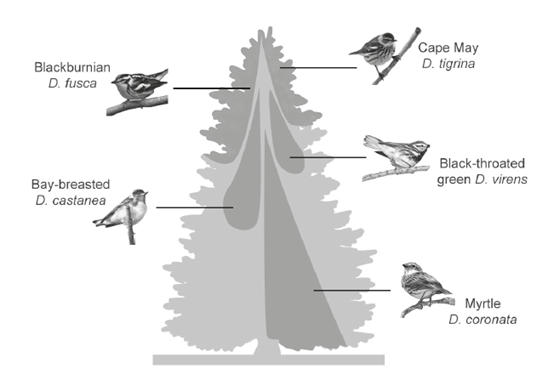 <p>Ecologists studied the distribution of five species of insectivorous wood warblers of the genus <em>Dendorica</em> living on different parts of coniferous trees in mature forests.</p><p></p><p>1d (2 marks): The diagram shows the realized niches of the five species of warbler. Suggest how the fundamental niche of <em>D. castanea</em> might differ from its realized niche.</p>