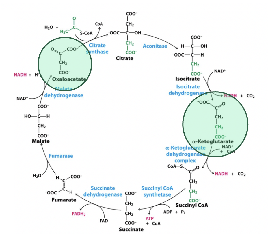 <p>oxaloacetate and ⍺-ketoglutarate</p>