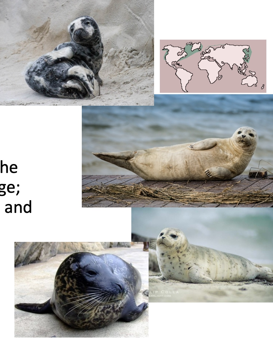 <p>Genus and species?</p>