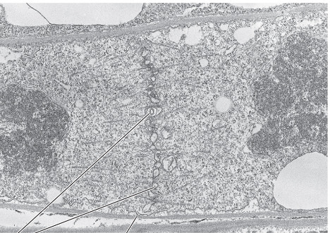 <p>Describe cytokinesis in a plant cell.</p>