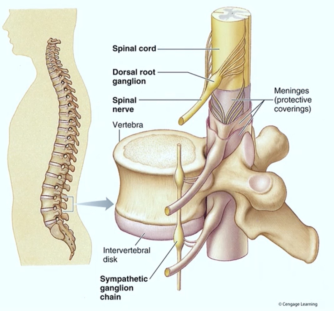 <p>What’s something <strong>related</strong> to the <strong>Sympathetic Nervous System</strong> in this <strong>spinal cord</strong> pic?</p>