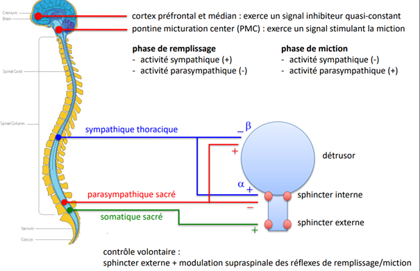 sphincter