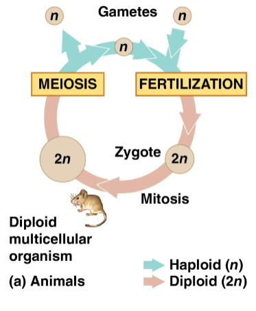 <p>Zygote</p>