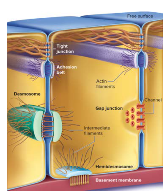 <p>Between epithelia tissue are different cellular connections— tight junctions, desmosomes, and gap junctions.</p>