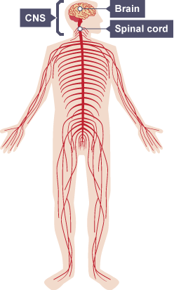 Diagram of the human body: central nervous system and peripheral nervous system