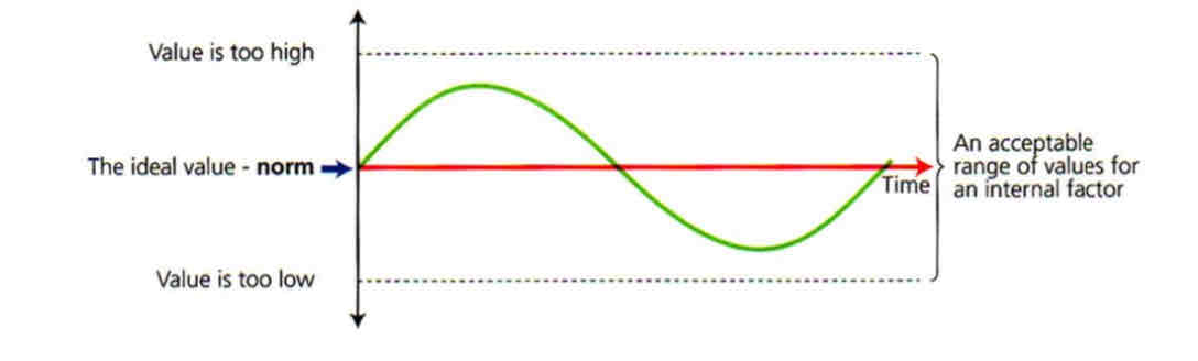 <p>the maintenance of a constant internal environment</p>