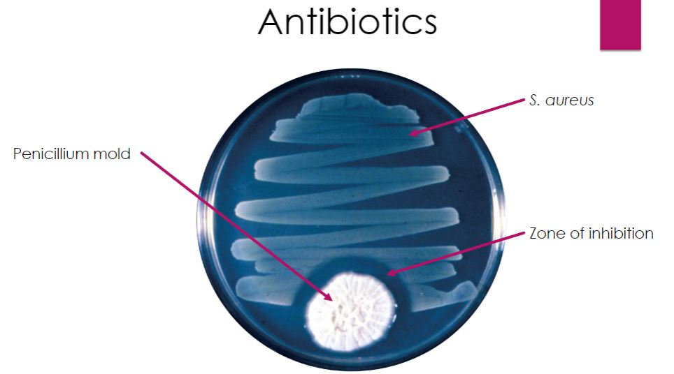 <p>Antibiotics</p>