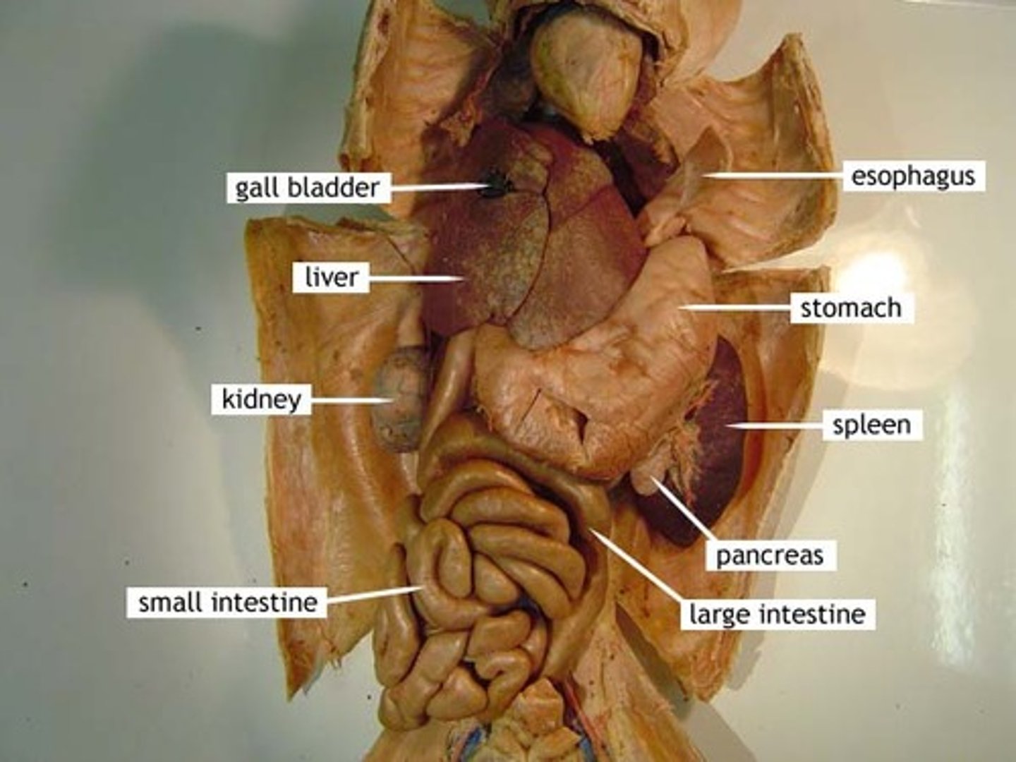 <p>Breaks down food and mixes with digestive juices</p>
