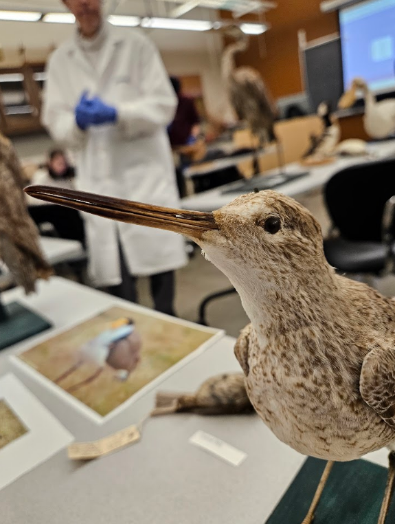 <p>bill is longer than the head</p>