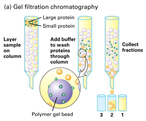 <p>size</p><p>also known as size-exclusion chromatography </p><p>smaller molecules enter the porous gel beads causing them to elute slower</p><p>larger molecules do. not fit in the pores so they elute faster </p>