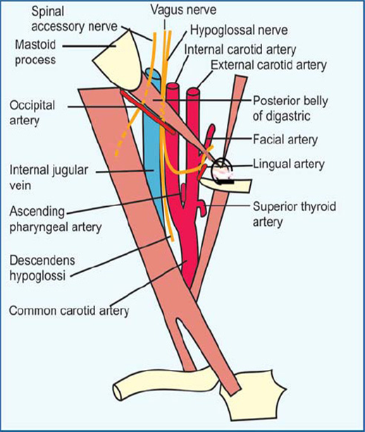 <ul><li><p><strong>Arteries</strong>: common, internal, external carotid (sinus at the base of internal)</p></li><li><p><strong>Veins</strong>: internal jugular, common facial, lingual, superior/middle thyroid</p></li><li><p><strong>Nerves</strong>: vagus (X), hypoglossal (XII), sympathetic trunk</p></li></ul><p></p>