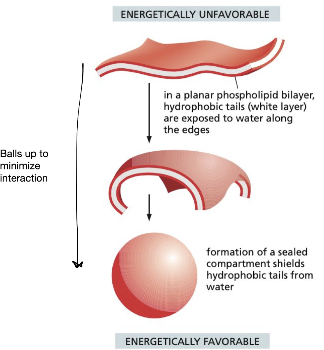 <p>they close in on themselves forming a sealed compartment</p><ul><li><p>idea behind how cells originally formed</p></li></ul>