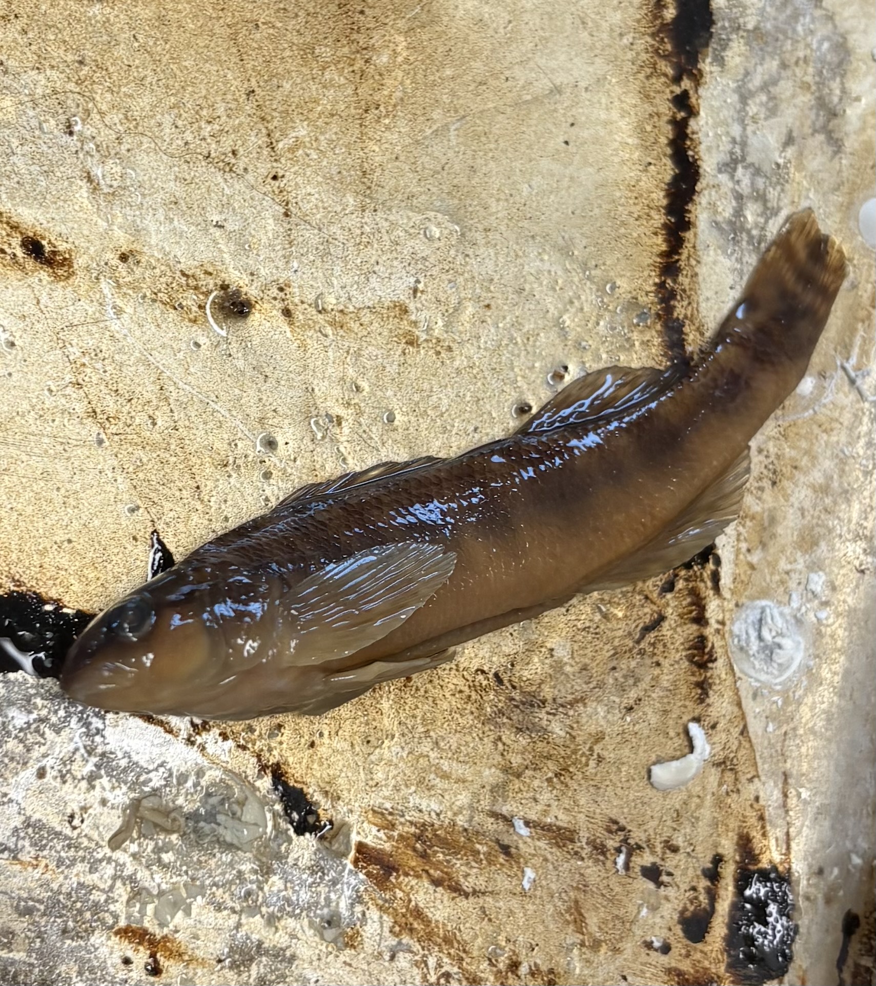 <p>name the superclass, class, order, and common name of this organism</p>