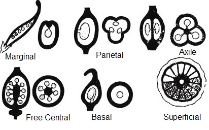 axile
marginal
free central
parietal
basal
apical
