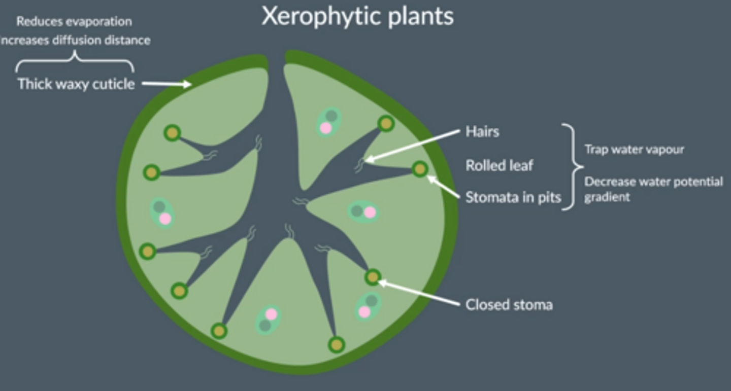 <p>- Hairs, rolled leaf, stomata in pits: Trap water vapour, decrease water potential gradient</p><p>- Closed stoma</p><p>- Thick waxy cuticle increases diffusion distance and reduces evaporation</p>