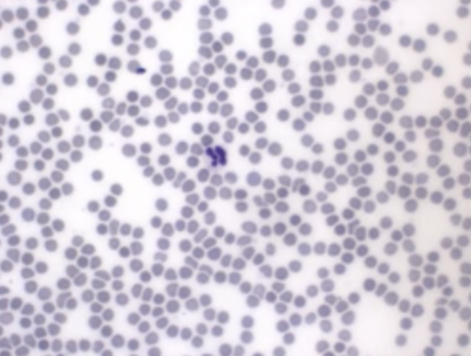 <p>What tissue type does this image depict?</p>