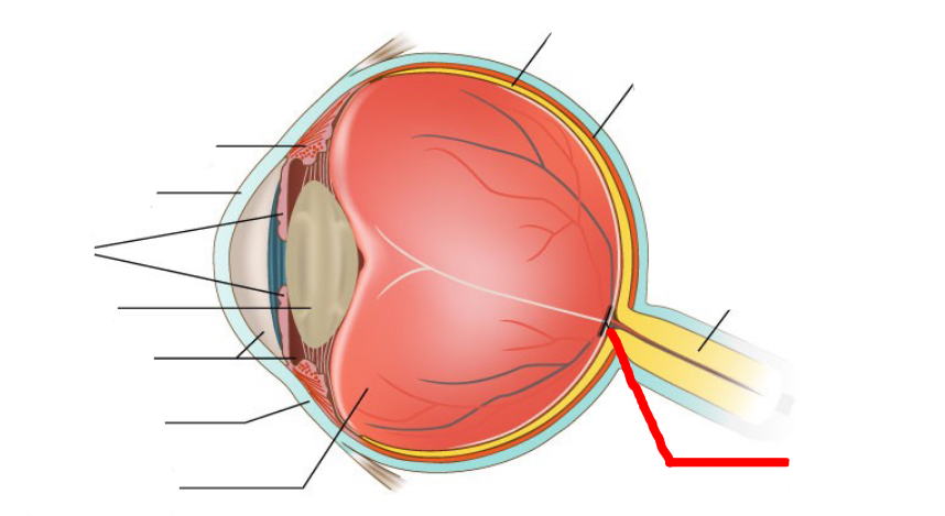 <p><u>Label The Eye</u></p>