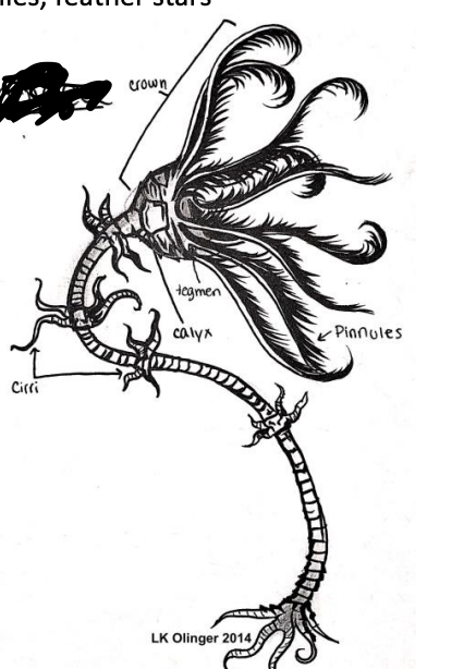 <p>Echinodermata: sea lilies/feather stars, no spines/madreporite/pedicellariae, feather-like arms</p>