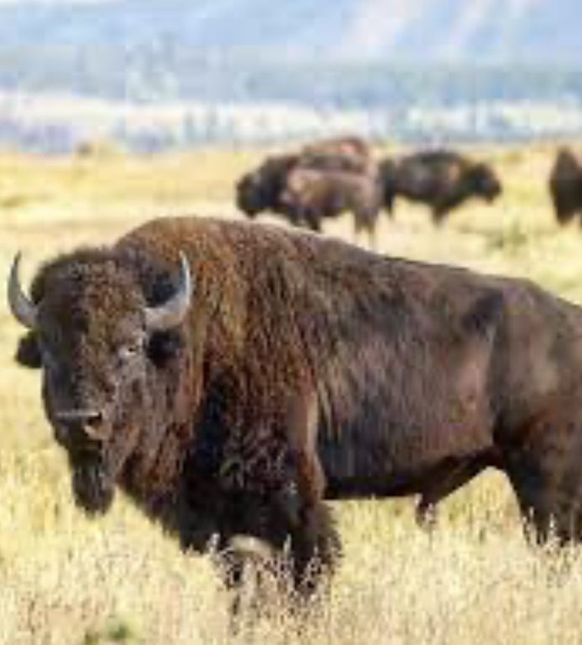 <p>How did the destruction of the buffalo impact the Indians?</p>