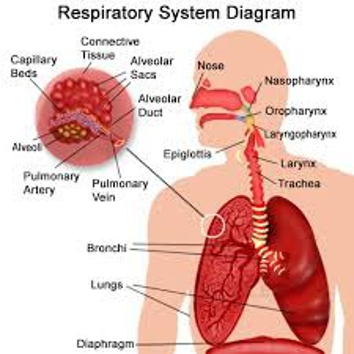 <p>Moves air into and out of the lungs; controls gas exchange between blood and lungs</p>