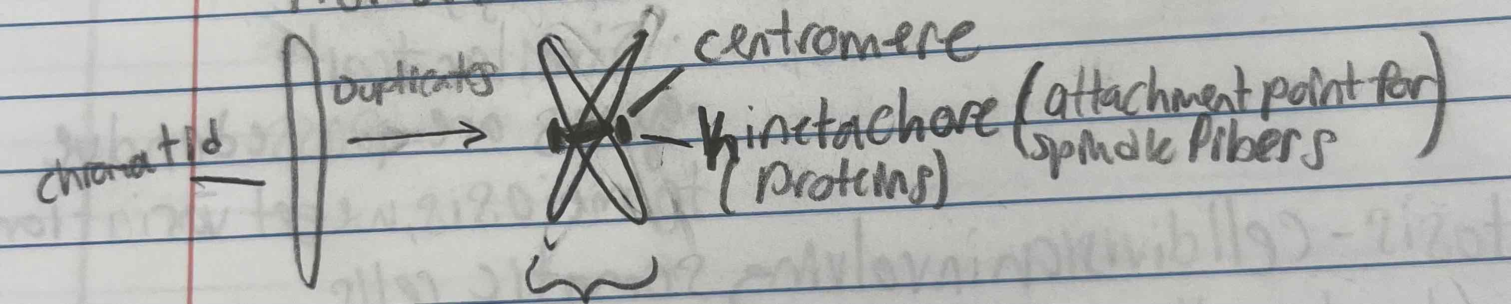 <p>chromatid, centromere, kinetochore, sister chromatds</p>