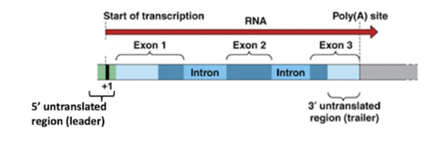 <p>Flanking region where mRNA immediately follows the translation termination codon</p>