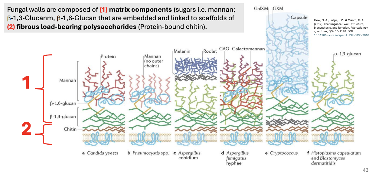 <p>Explain figure shown</p>