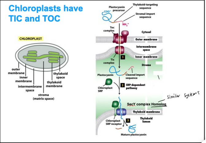 <ul><li><p><span style="background-color: transparent; font-family: "Times New Roman", serif;"><span>Two signal sequences direct proteins to the Thylakoid membrane in chloroplasts</span></span></p><ul><li><p><span style="background-color: transparent; font-family: "Times New Roman", serif;"><span>Protein transport into chloroplasts resembles transport into mitochondria</span></span></p></li><li><p><span style="background-color: transparent; font-family: "Times New Roman", serif;"><span>Post-translational mode of translocation</span></span></p></li><li><p><span style="background-color: transparent; font-family: "Times New Roman", serif;"><span>Signal sequences for import into chloroplasts resemble those for mitochondria</span></span></p></li><li><p><span style="background-color: transparent; font-family: "Times New Roman", serif;"><span>The import receptors and transporters are TIC and TOC, homologous to TIM and TOM</span></span></p></li></ul></li><li><p><span style="background-color: transparent; font-family: "Times New Roman", serif;"><span>Chloroplasts have an extra membrane-enclosed compartment, the thylakoid</span></span></p></li><li><p><span style="background-color: transparent; font-family: "Times New Roman", serif;"><span>The photosynthetic system is located in the thylakoid membrane</span></span></p></li><li><p><span style="background-color: transparent; font-family: "Times New Roman", serif;"><span>Precursors have a thylakoid signal sequence followed by a chloroplast signal sequence</span></span></p></li><li><p><span style="background-color: transparent; font-family: "Times New Roman", serif;"><span>Transport of these precursor proteins occurs in two steps:</span></span></p><ul><li><p><span style="background-color: transparent; font-family: "Times New Roman", serif;"><span>First, they pass across the double membrane at special contact sites</span></span></p></li><li><p><span style="background-color: transparent; font-family: "Times New Roman", serif;"><span>Second, they translocate into the thylakoid membrane or into the thylakoid space (via a system similar to SRP and SecYEG of bacteria)</span></span></p></li></ul></li></ul><p></p>