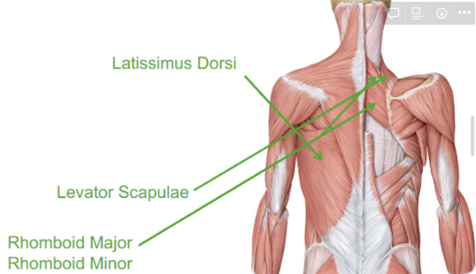 <p>Describe the Levator Scapulae </p>