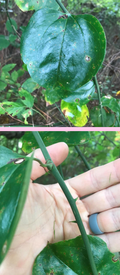 <p>What are the genus and specific epithet of this plant?</p>