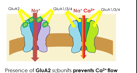 <p></p><ul><li><p><span>AMPA receptors are ionotropic glutamate receptors that mediate fast excitatory synaptic transmission in the CNS.</span></p></li><li><p><span>They are made from four subunits, chosen from GluA1, GluA2, GluA3, GluA4 (including splice variants).</span></p></li><li><p><span>The receptor is heterotetrameric, arranged as a “dimer of dimers.”</span></p></li><li><p><span>Each receptor has four glutamate binding (orthosteric) sites.</span></p></li><li><p><span>At least two sites must be occupied by glutamate for the channel to open.</span></p></li><li><p><span>As more binding sites are occupied, the ionic current increases.</span></p></li></ul><p></p><ul><li><p><span>Ion permeability depends on GluA2:</span></p><ul><li><p><span>If GluA2 is present, the channel is Na⁺ permeable only.</span></p></li><li><p><span>If GluA2 is absent, the channel allows Na⁺ and Ca²⁺ to enter.</span></p></li></ul></li></ul><p></p><ul><li><p><span>Most common AMPA receptor composition:</span></p><ul><li><p><span>2 × GluA2 subunits</span></p></li><li><p><span>2 × GluA1, GluA3, or GluA4 subunits</span></p></li></ul></li></ul><p></p><ul><li><p><span>Functional consequence:</span></p><ul><li><p><span>Presence of GluA2 prevents Ca²⁺ influx, protecting neurons from excitotoxicity.</span></p></li><li><p><span>Lack of GluA2 makes AMPA receptors Ca²⁺-permeable, which is important in plasticity but increases excitotoxic risk.</span></p></li></ul><p></p></li></ul><p></p>