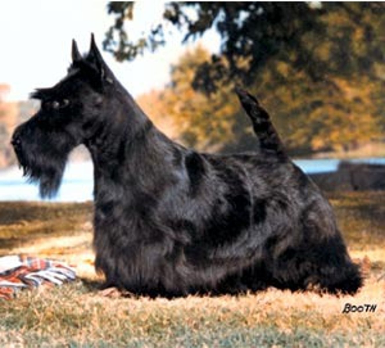 <p>Terrier Group</p>