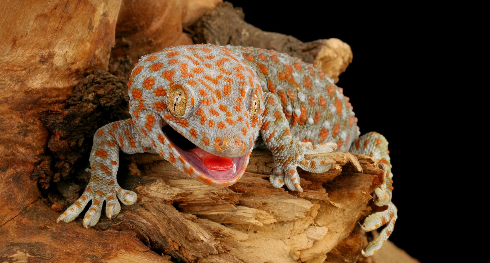 Tokay gecko
