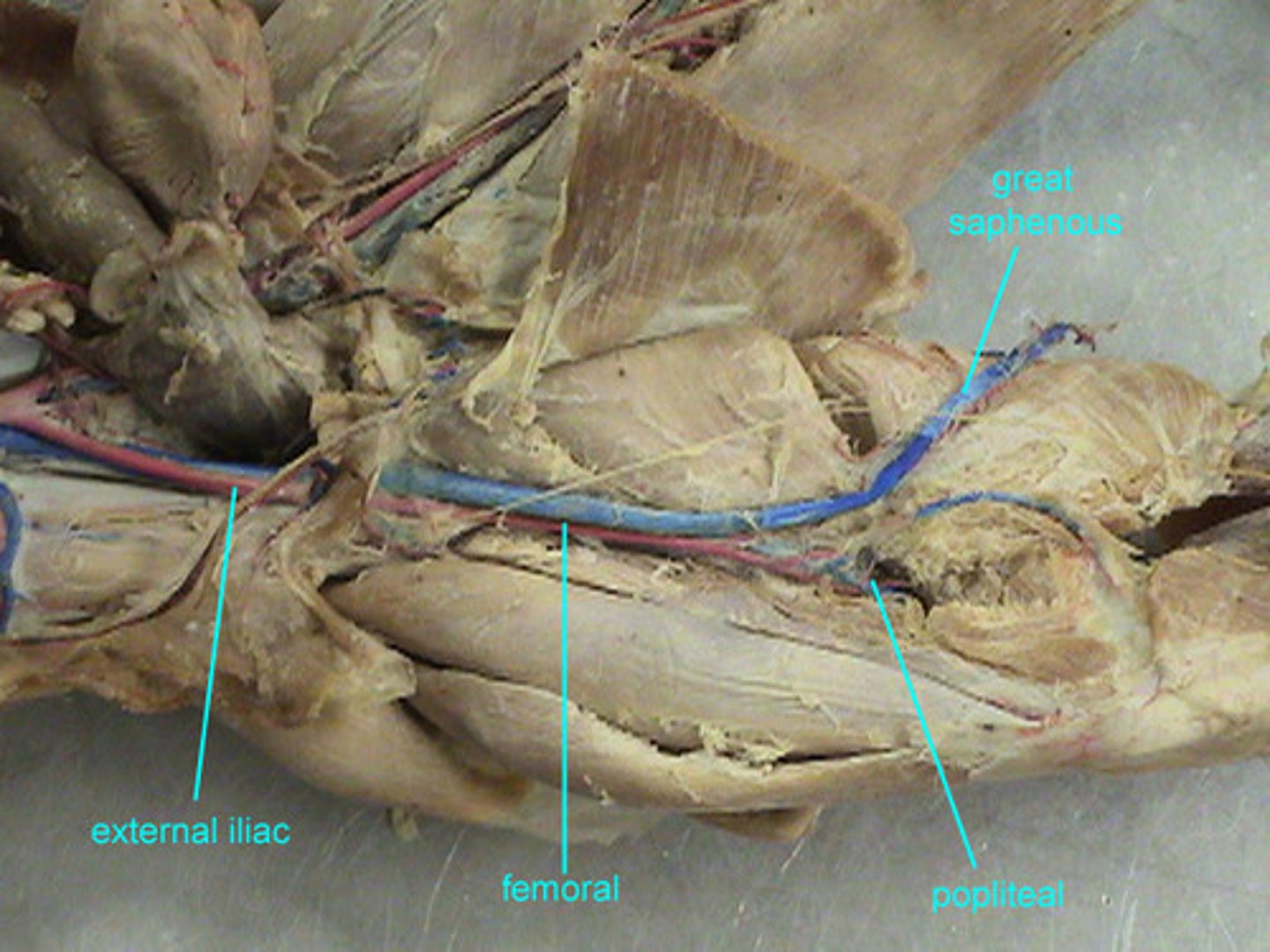 <p>provides blood to the knee</p>