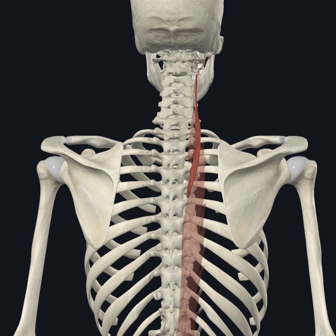 <p>Acting bilaterally: extends vertebral column and head; as back is flexed controls movement via eccentric contraction  </p><p>Acting unilaterally: laterally flexes vertebral column</p>